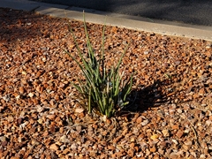 Hesperaloe parviflora