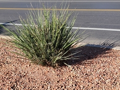 Hesperaloe parviflora