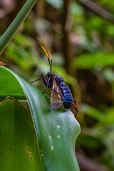 Nyridela acroxantha