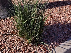 Hesperaloe parviflora