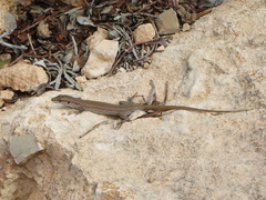Podarcis waglerianus