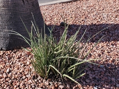 Hesperaloe parviflora