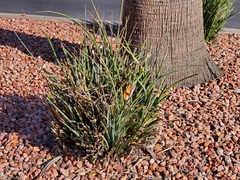 Hesperaloe parviflora