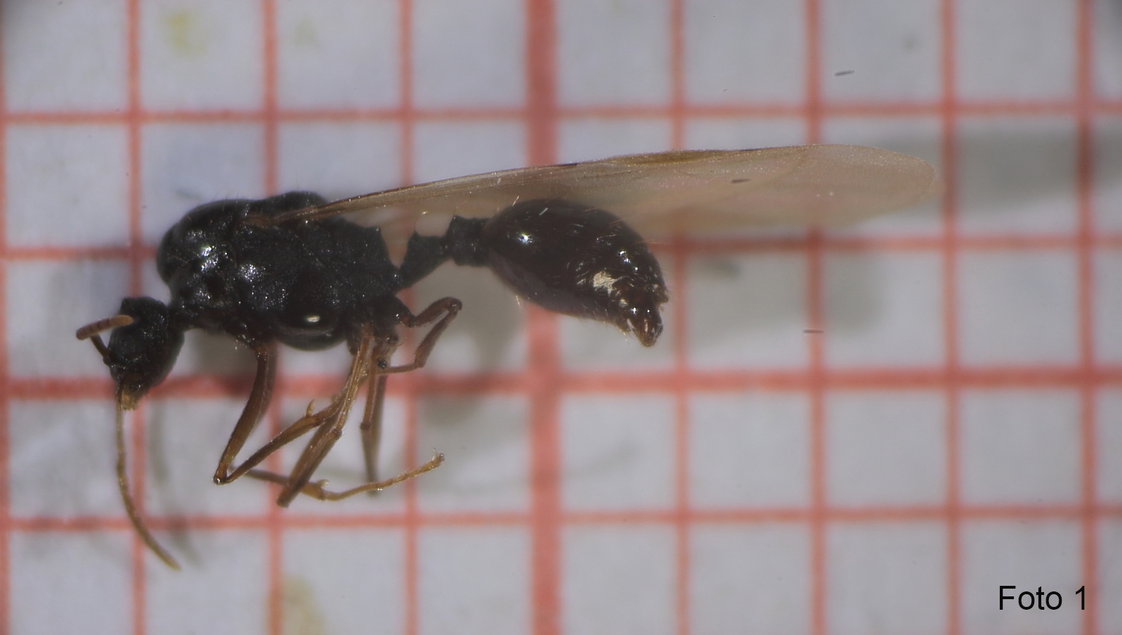 Strongylognathus destefanii