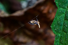 Micrathena yanomami