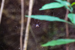 Micrathena bifida