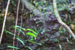 Micrathena bifida