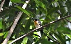 Cyornis rufigastra