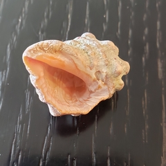 Neorapana tuberculata