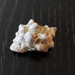 Neorapana tuberculata