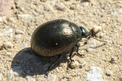 Chrysolina vernalis