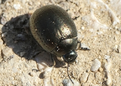 Chrysolina vernalis