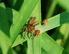 Dolomedes sulfureus