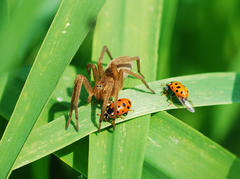 Dolomedes sulfureus