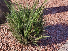 Hesperaloe parviflora