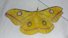 Antheraea paphia