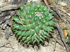 Mammillaria roseoalba