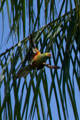 Aratinga auricapillus