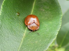 Chelymorpha cribraria