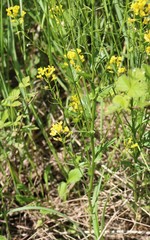 Rorippa austriaca