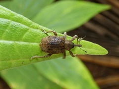 Hyperinae