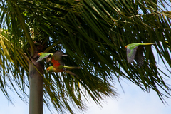 Aratinga auricapillus
