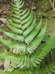 Diplazium dilatatum
