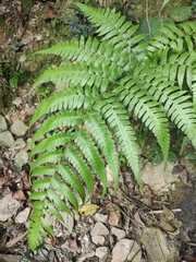 Diplazium dilatatum