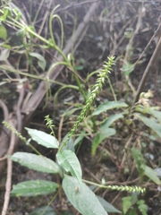 Achyranthes bidentata