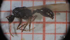 Strongylognathus destefanii