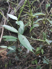 Achyranthes bidentata