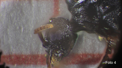 Strongylognathus destefanii