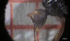 Strongylognathus destefanii