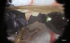 Strongylognathus destefanii