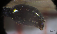 Strongylognathus destefanii