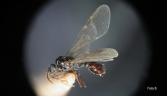 Strongylognathus destefanii