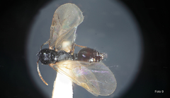 Strongylognathus destefanii