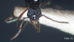 Strongylognathus destefanii