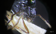 Strongylognathus destefanii