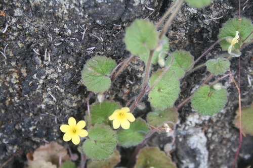 Madeira Moneywort