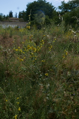 Verbascum