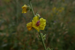 Verbascum
