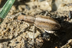 Charagmus intermedius
