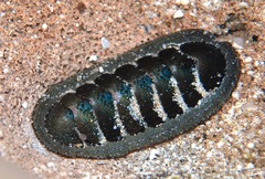 Ischnochiton australis