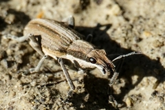 Charagmus intermedius