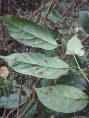 Itea chinensis