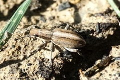 Charagmus intermedius
