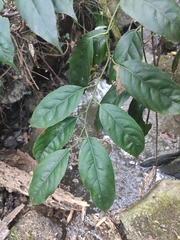 Itea chinensis