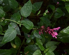 Salvia involucrata
