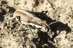 Charagmus intermedius